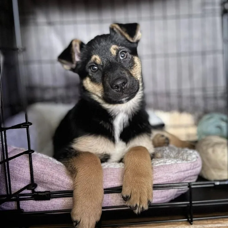 A baby small-sized male Brown / Chocolate Mixed Breed dog named Baguette for adoption in West Olive, MI
