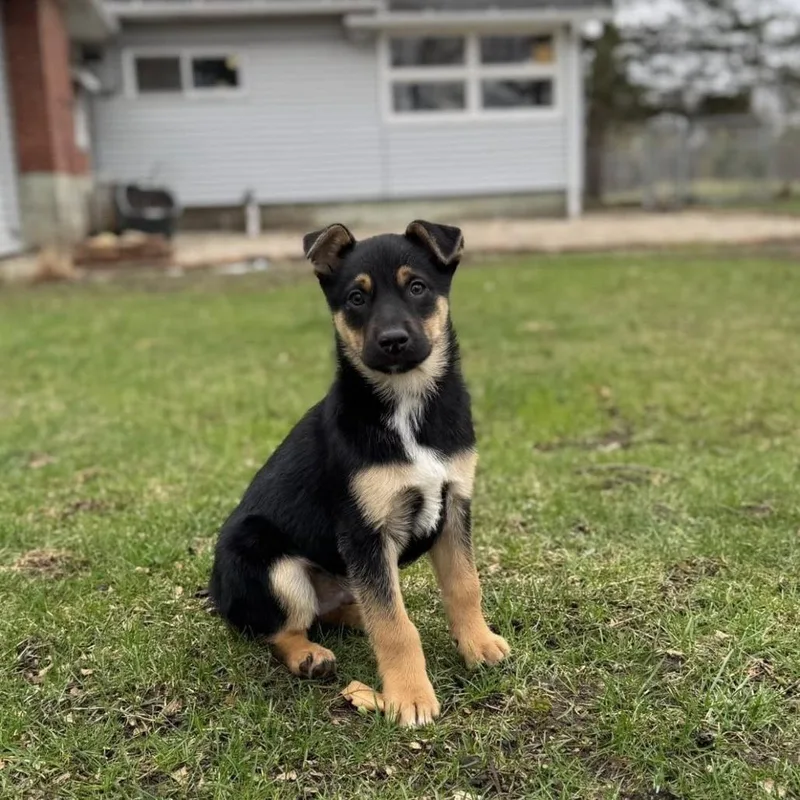 Baguette thumbnail 3