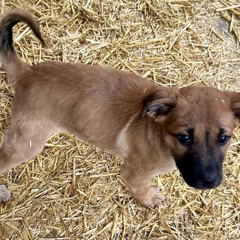 A baby small-sized male Yellow / Tan / Blond / Fawn Mixed Breed dog named Odin for adoption in Moab, UT