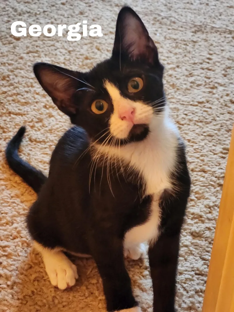 A young small-sized female Black & White / Tuxedo Domestic Short Hair cat named Georgia for adoption in Jackson, MS