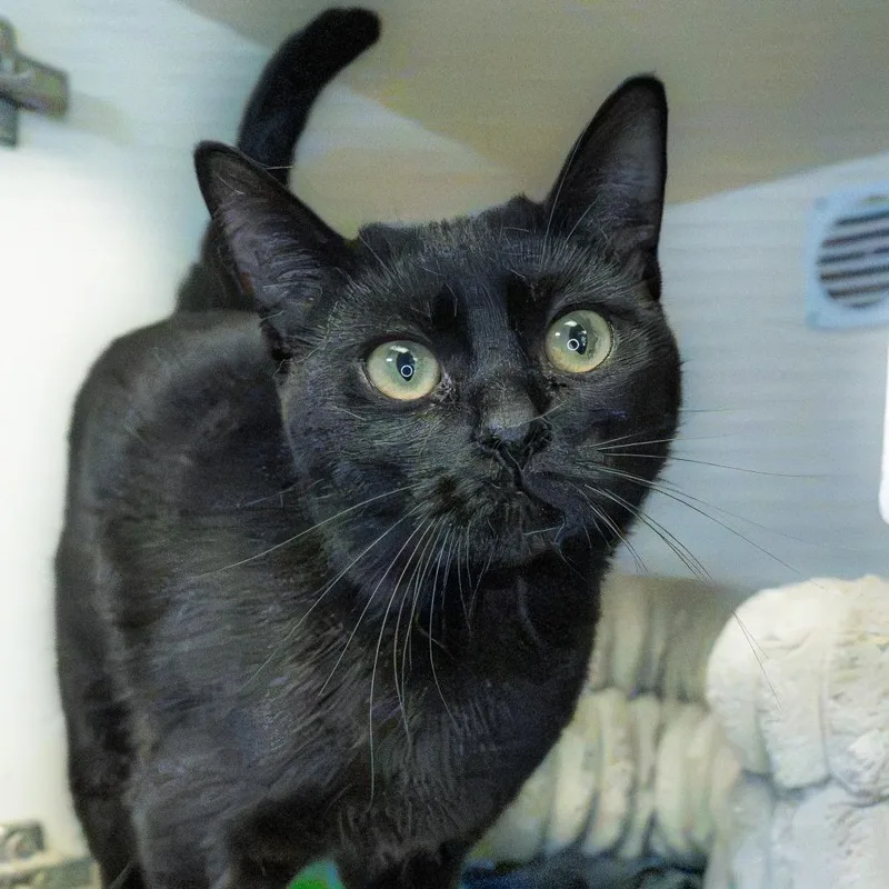 An adult medium-sized female Black Domestic Short Hair cat named Sage for adoption in South Elgin, IL
