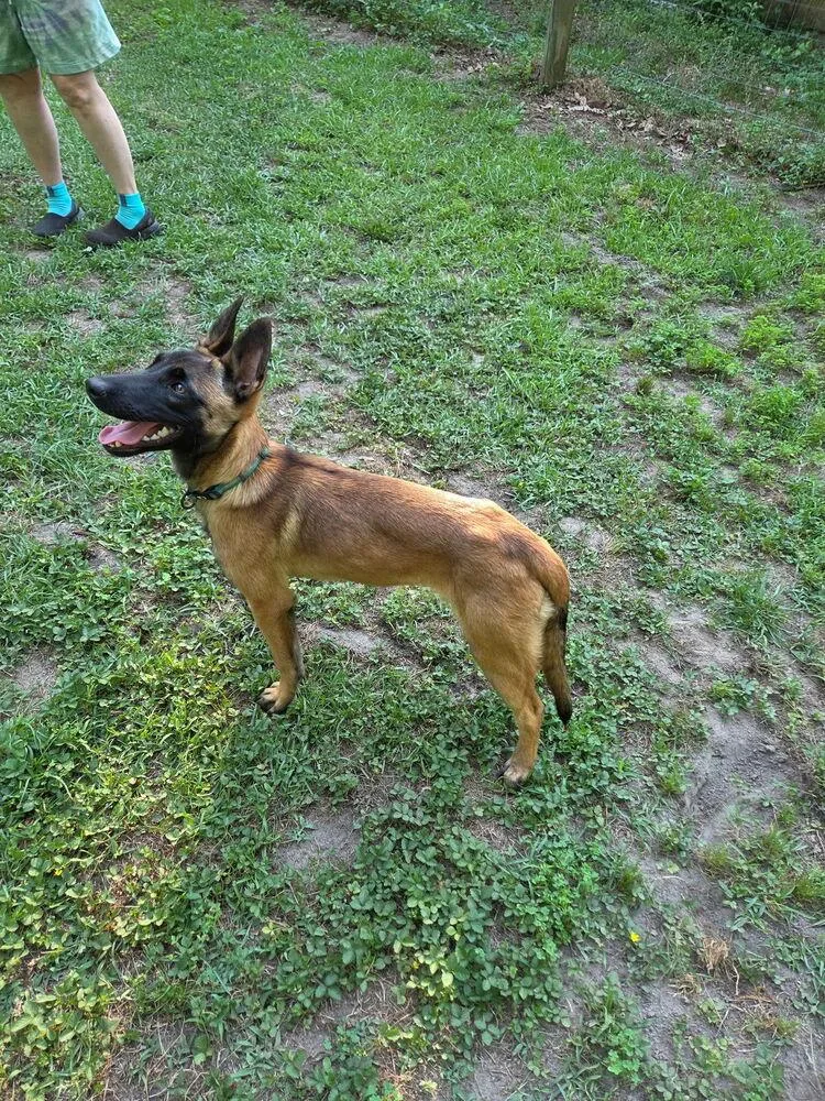 A baby small-sized female Belgian Shepherd / Malinois dog named Nacho Located in for adoption in Imlay City, MI