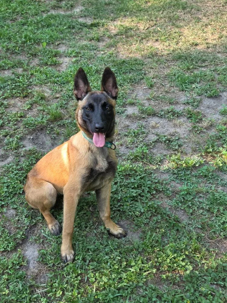 Nacho  Located in thumbnail 6