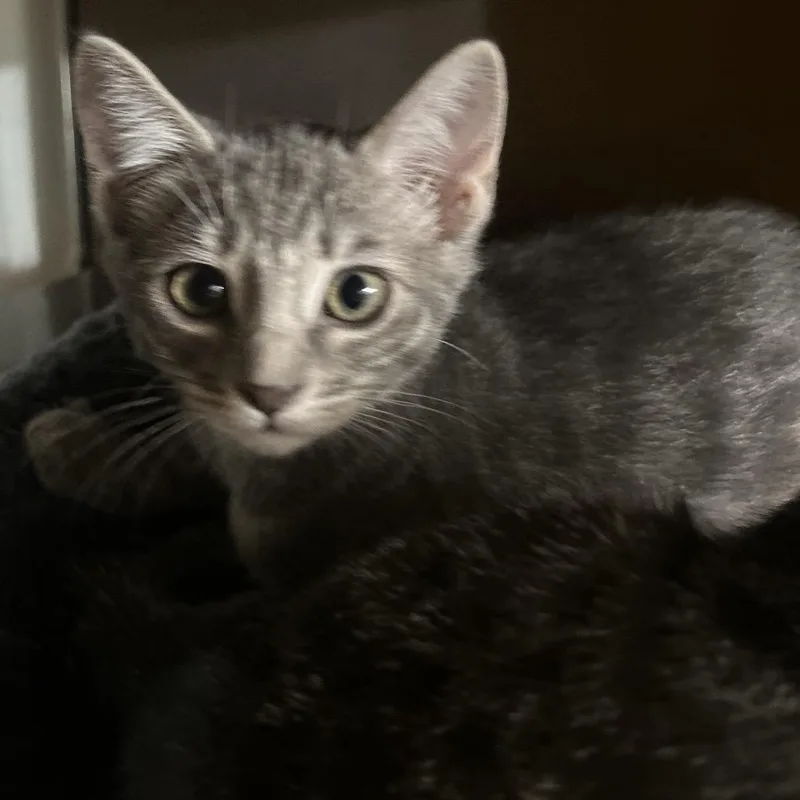 A baby small-sized female Gray / Blue / Silver Domestic Short Hair cat named Candy for adoption in Point Richmond, CA