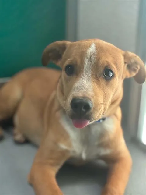 A baby small-sized male German Shepherd Dog dog named A for adoption in Visalia, CA