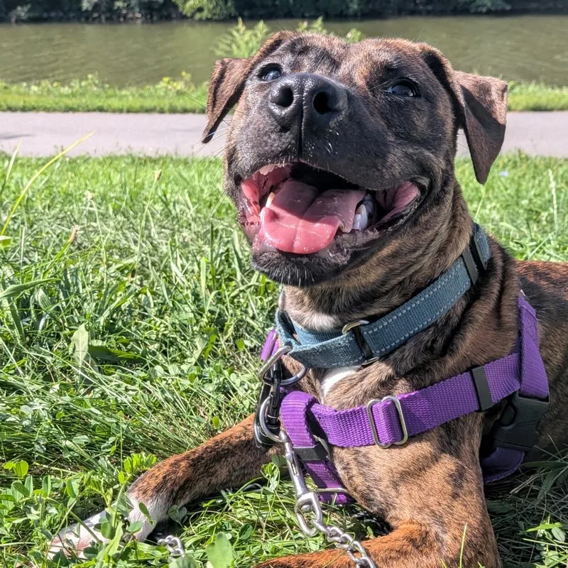 A young medium-sized female Brindle Mixed Breed dog named Brookie for adoption in Fairport, NY