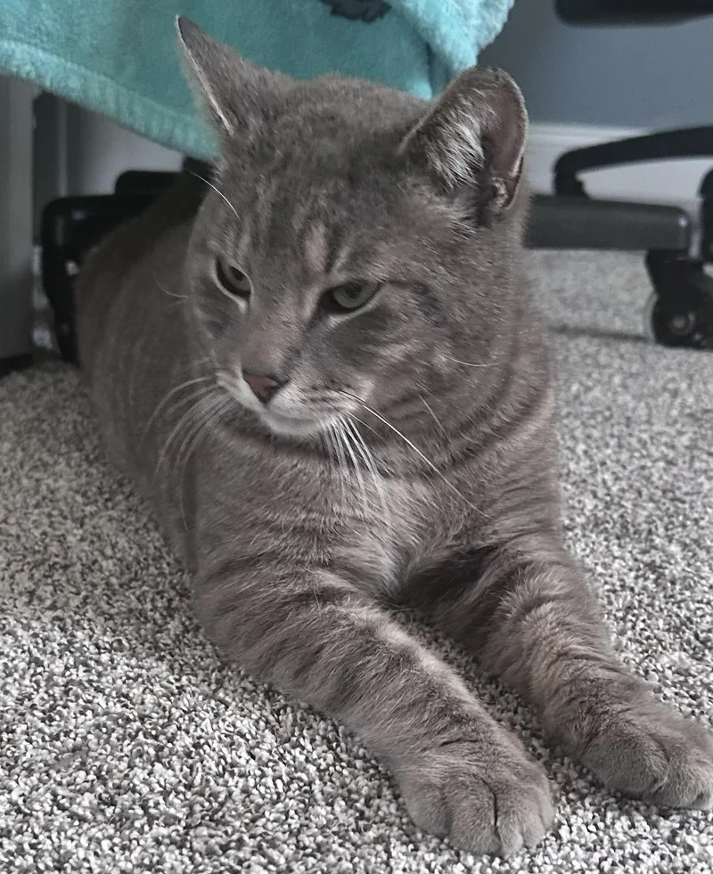 An adult medium-sized male Gray / Blue / Silver Domestic Short Hair cat named Watusi for adoption in Turnersville, NJ