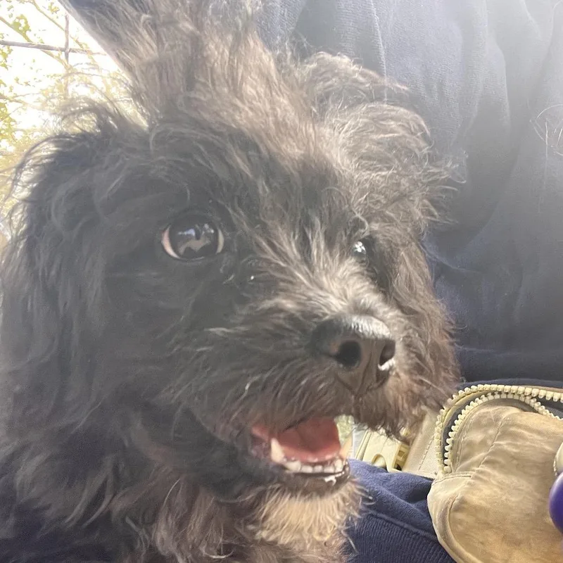 A baby small-sized male Black Poodle dog named Jellybean for adoption in Clarksville, AR