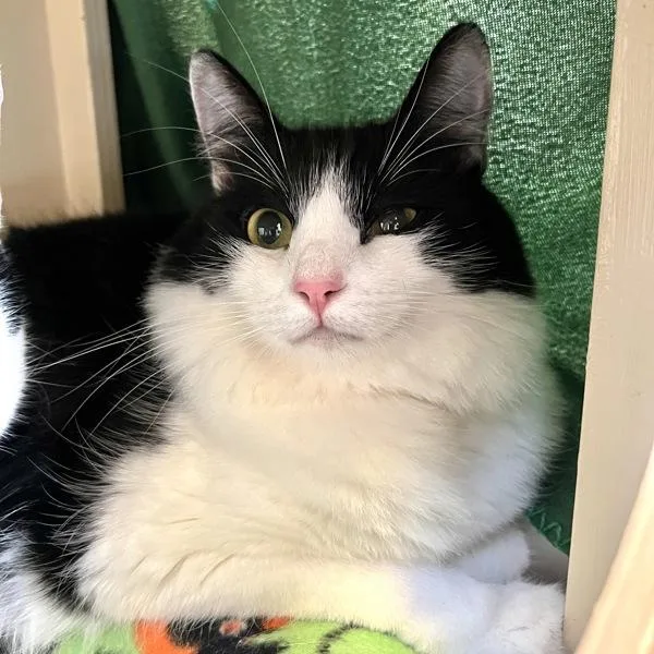 An adult medium-sized male Domestic Short Hair cat named Kickball Change for adoption in Walnut Creek, CA