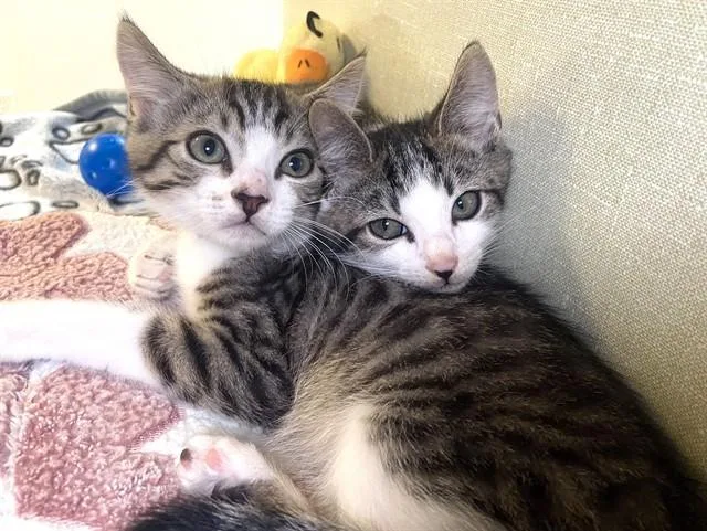 A baby medium-sized male Domestic Short Hair cat named Paul for adoption in Fort Lauderdale, FL