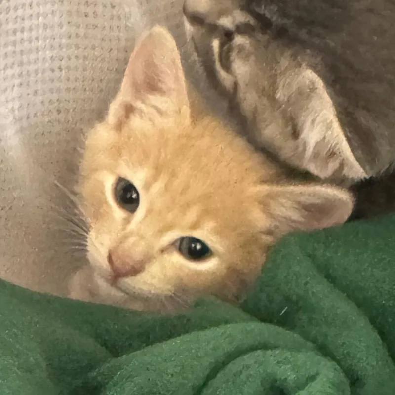 A baby small-sized male Buff / Tan / Fawn Domestic Short Hair cat named Mario for adoption in Pekin, IL