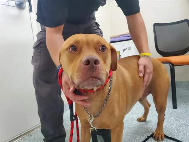 An adult large-sized male Mixed Breed dog named Rusty for adoption in Garland, TX