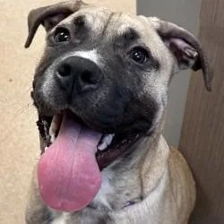 A baby medium-sized male Mastiff dog named Thor for adoption in Brenham, TX