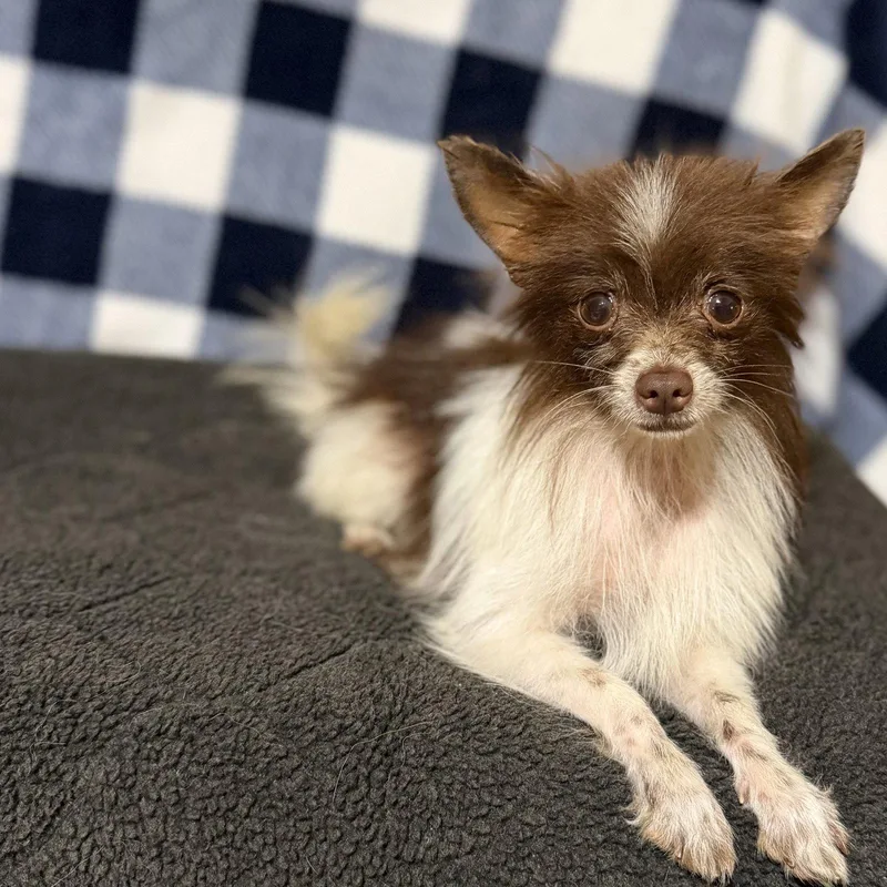 A young small-sized male Pomeranian dog named Mickey for adoption in Garland, TX