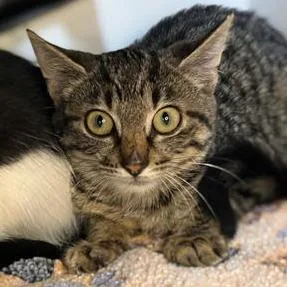 A baby small-sized female Brown / Chocolate Domestic Short Hair cat named Nibbles for adoption in Newberg, OR