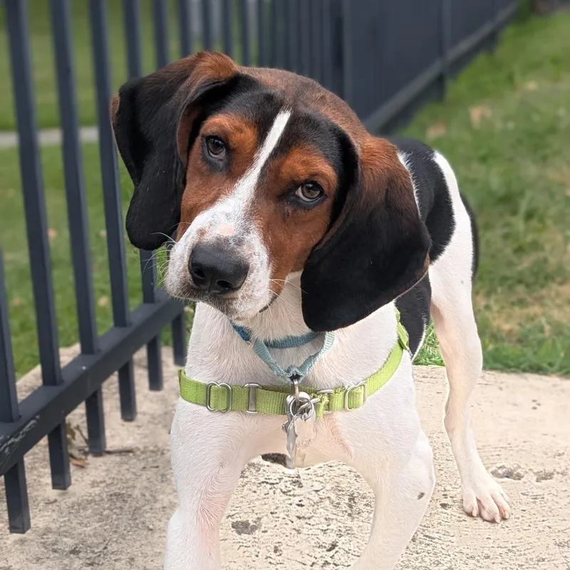 An adult medium-sized male Black Beagle dog named Bo for adoption in Falls Church, VA