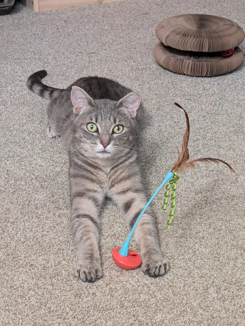 A young large-sized male Gray / Blue / Silver Domestic Short Hair cat named Cassanova for adoption in Seattle, WA