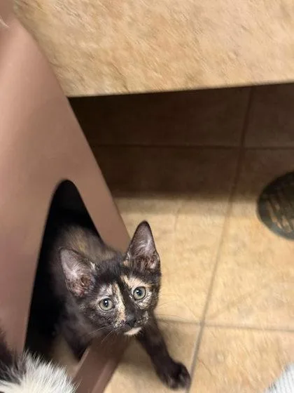 A baby medium-sized female Black Domestic Short Hair cat named Heather for adoption in Canon City, CO