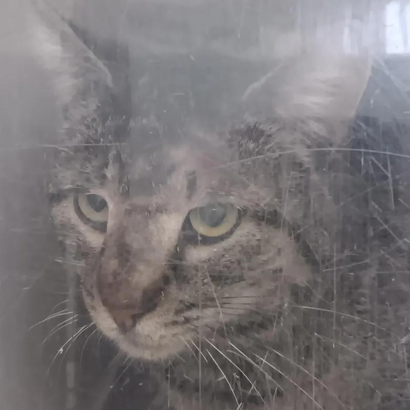 A baby small-sized male Brown / Chocolate Domestic Short Hair cat named Cap't Crunch  Tnr for adoption in Auburn, AL