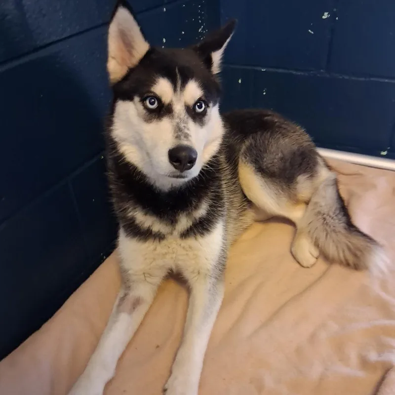 A young medium-sized female Black Siberian Husky dog named Violet for adoption in Dayton, OH