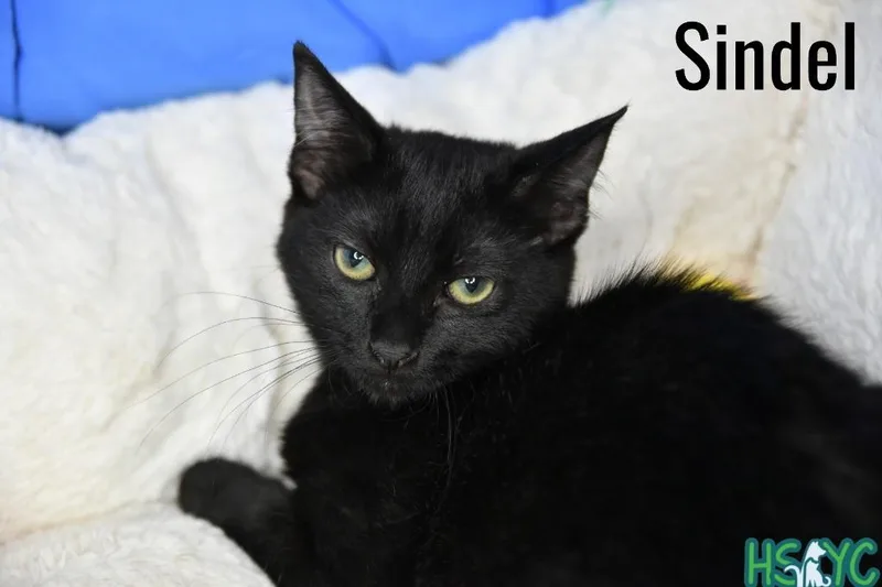 A baby medium-sized female Domestic Short Hair cat named Sindel for adoption in Fort Mill, SC