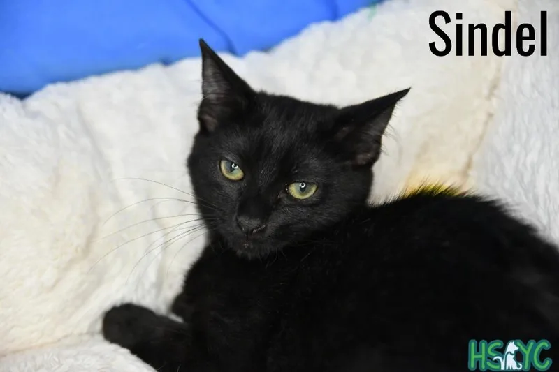 Sindel thumbnail 2