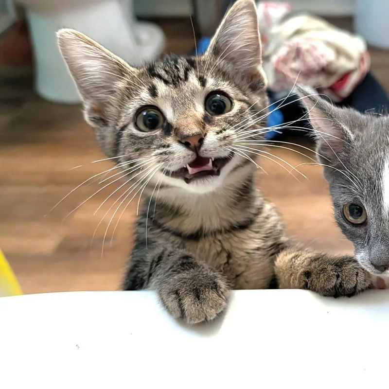 A baby medium-sized male Tabby (Brown / Chocolate) Domestic Short Hair cat named The Night Circus for adoption in Hudsonville, MI