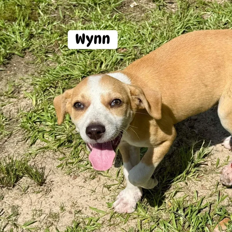 Wynn