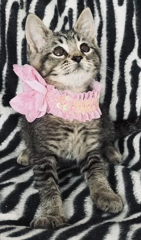 A baby medium-sized female Gray / Blue / Silver Tabby cat named Savannah for adoption in Long Beach, NY