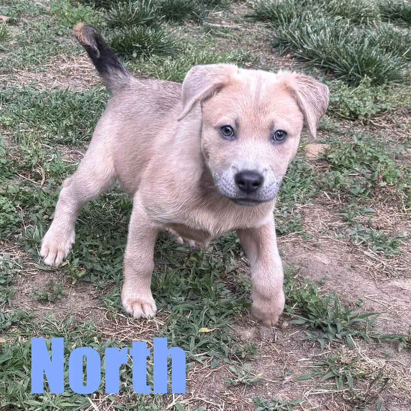 A baby medium-sized male Retriever dog named North for adoption in Ellicott City, MD