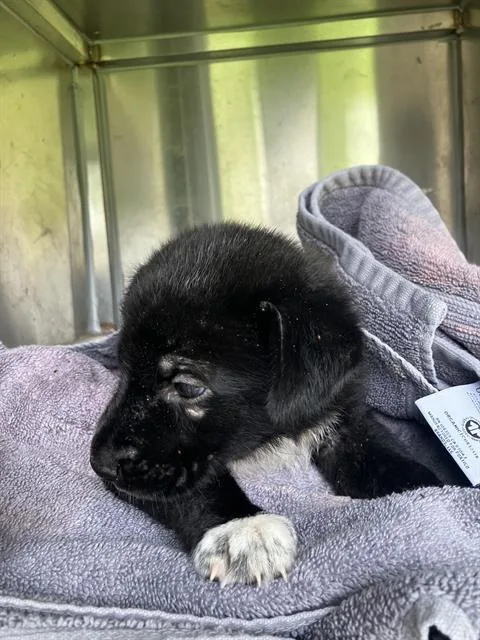 A baby medium-sized female Mixed Breed dog named Blackberry for adoption in Dallas, TX