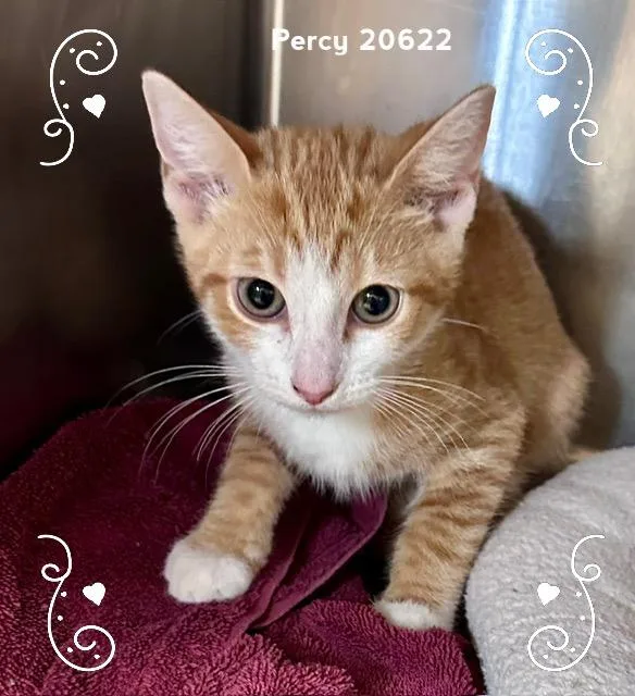 A baby medium-sized male White Domestic Short Hair cat named Percy for adoption in Marietta, GA