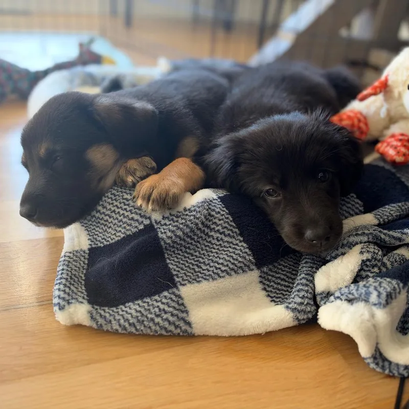 A baby medium-sized female Chocolate Labrador Retriever dog named Mabel for adoption in Peculiar, MO