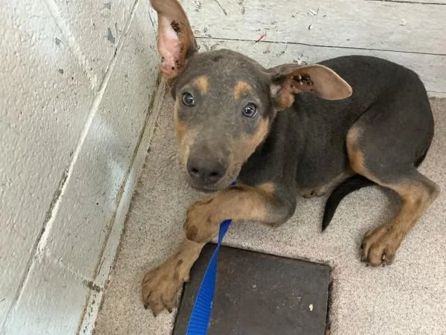 A baby small-sized female Doberman Pinscher dog named Cindy for adoption in San Bernardino, CA