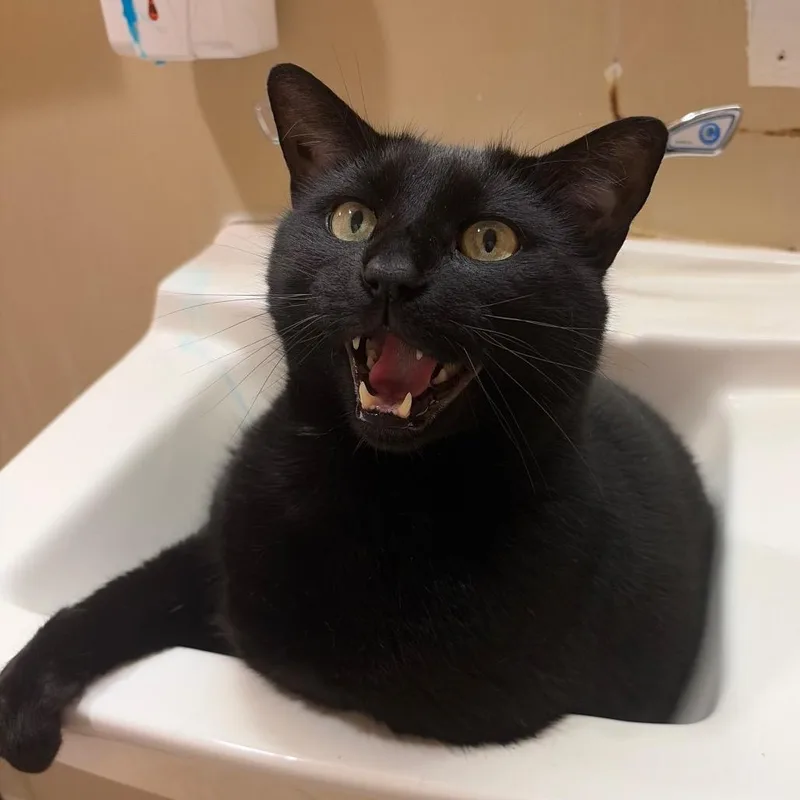 A senior extra large-sized male Black Domestic Short Hair cat named Binx for adoption in Bedford, NH