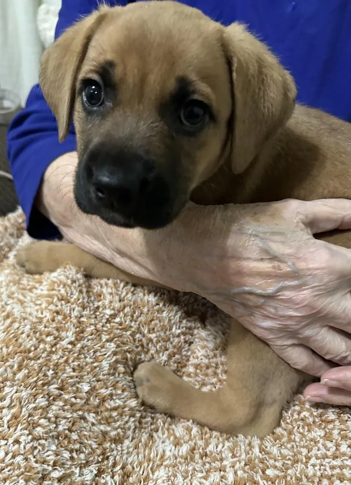 A baby medium-sized female Tricolor (Brown, Black, & White) Black Mouth Cur dog named Oakley for adoption in Ellijay, GA