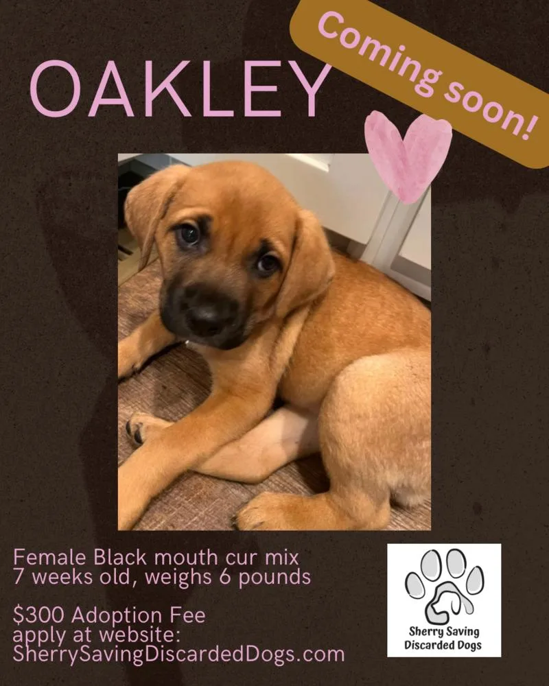 Oakley thumbnail 4