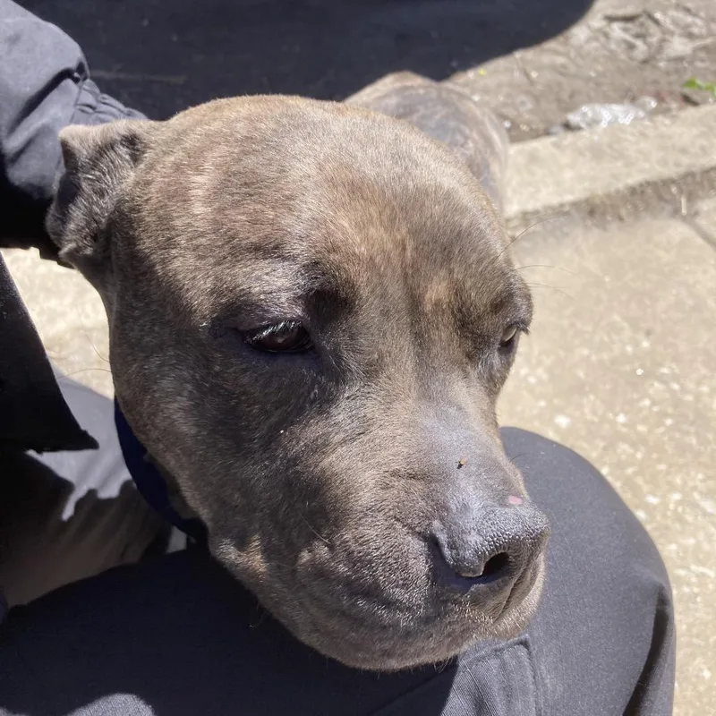 An adult medium-sized female Brindle Pit Bull Terrier dog named Tootsie for adoption in Philadelphia, PA