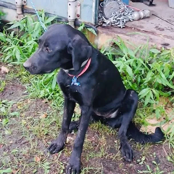 A young small-sized female Black Mixed Breed dog named Schuyler for adoption in Rogersville, MO