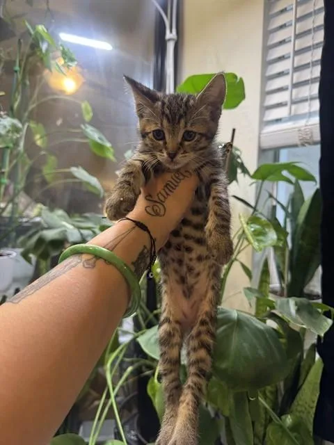 A baby small-sized female Domestic Short Hair cat named Bellz for adoption in San Jose, CA