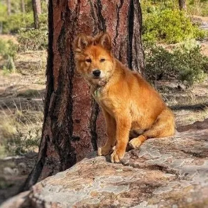 A young medium-sized female Red / Chestnut / Orange Chow Chow dog named Lily Belle for adoption in Houston, TX