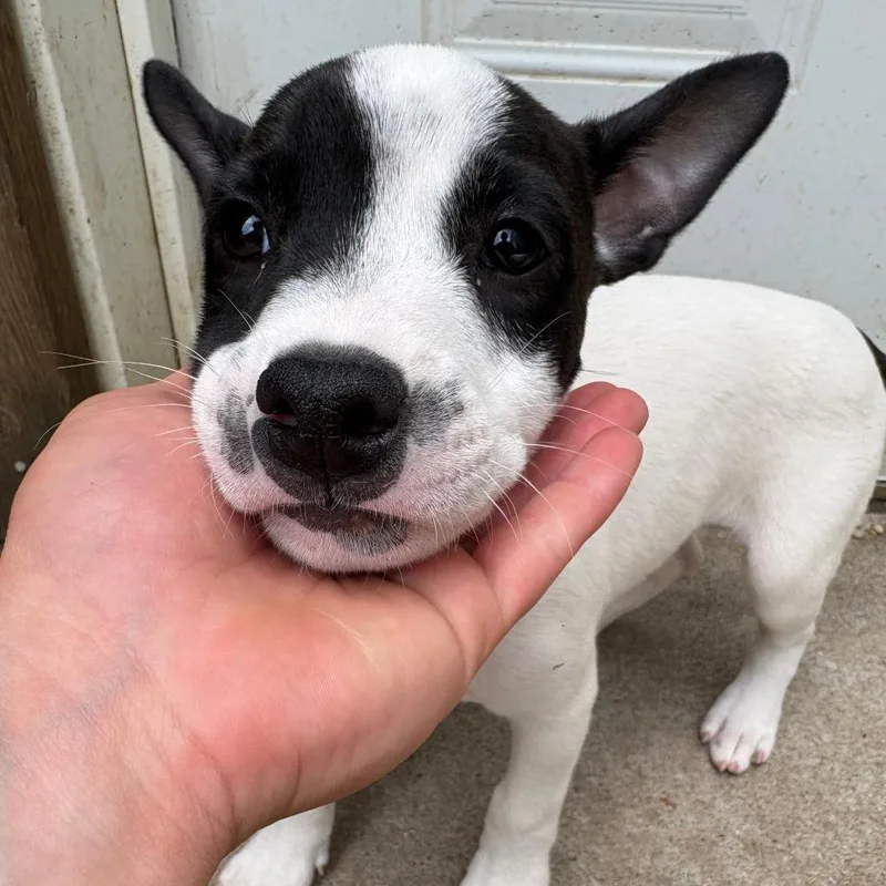 Otis