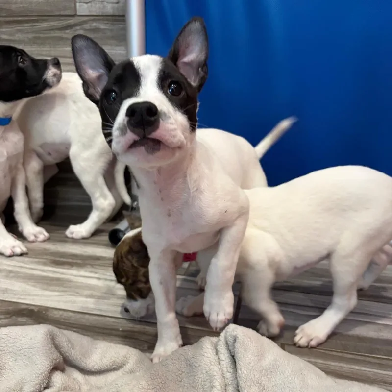 Otis thumbnail 2