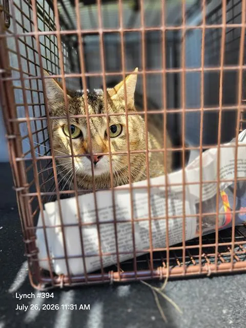 An adult small-sized female Domestic Short Hair cat named Frigg for adoption in San Antonio, TX