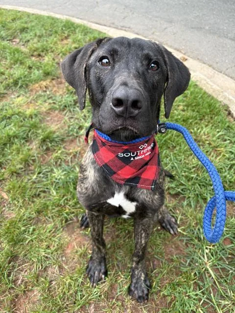 A young medium-sized male Mixed Breed dog named Kratos for adoption in Charlotte, NC