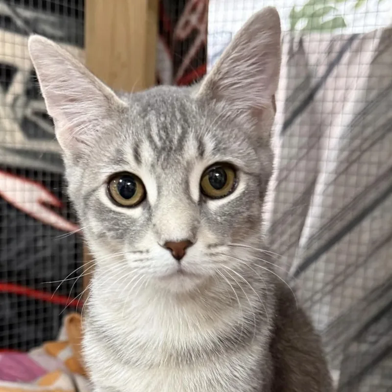 A young small-sized female Gray / Blue / Silver Domestic Short Hair cat named Dusty for adoption in Traverse City, MI