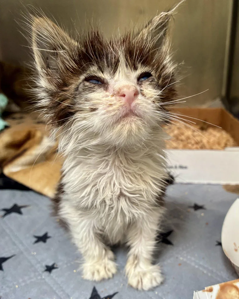 A baby small-sized female Brown / Chocolate Domestic Short Hair cat named Mariah Carey for adoption in Oakland, CA