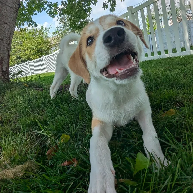 A baby medium-sized male White / Cream Mixed Breed dog named Blaze for adoption in La Grange, KY