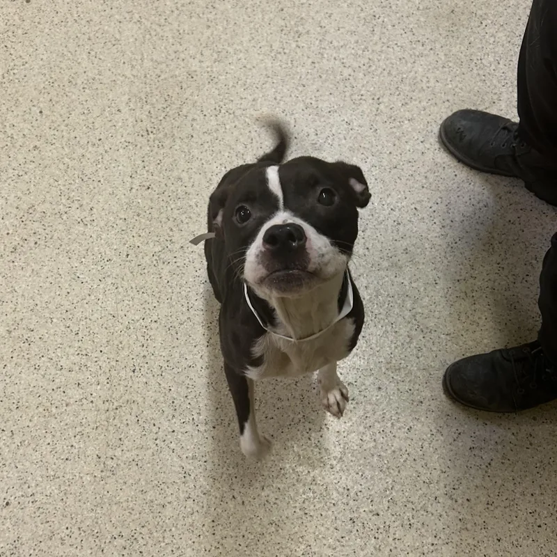 A young medium-sized female Boston Terrier dog named Spice for adoption in Muncie, IN