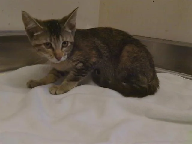 A baby small-sized female Domestic Short Hair cat named Pru for adoption in Sacramento, CA